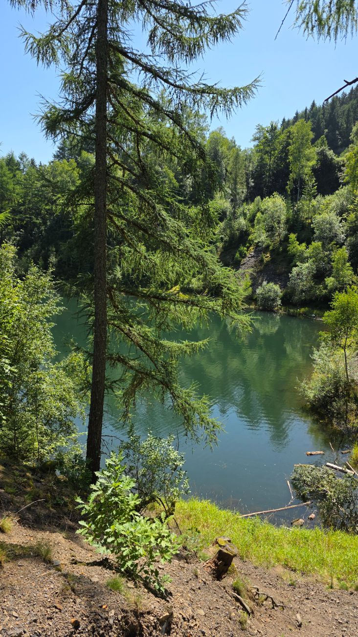 Smaragdgrüner Waldsee im Harz mit Lärche im Vordergrund